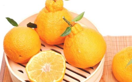 丑橘和橘子的区别 丑橘是橘子吗 丑橘和橘子的区别 丑橘是橘子吗