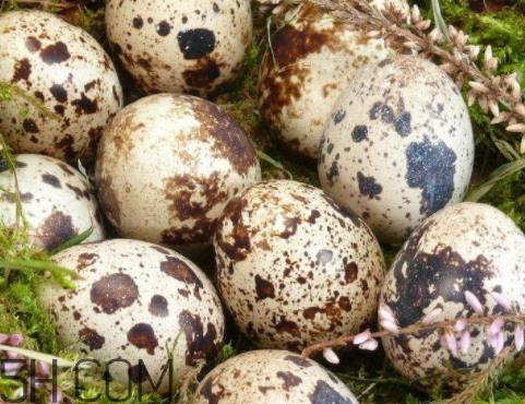 鹌鹑蛋变黑是什么情况 鹌鹑蛋发黑能吃吗 鹌鹑蛋变黑是什么情况 鹌鹑蛋发黑能吃吗