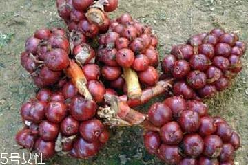 草果可以加蜂蜜吗 草果可以加蜂蜜 草果可以加蜂蜜吗 草果可以加蜂蜜