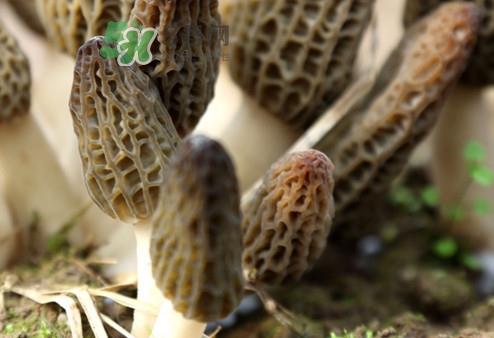 羊肚菌能治什么病?羊肚菌能冷冻保鲜吗 羊肚菌能治什么病?羊肚菌能冷冻保鲜吗