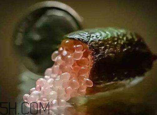 指橙好吃吗 指橙是什么味道的