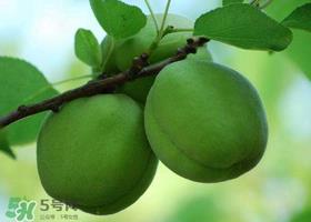 青杏怎么腌制？腌制青杏用糖比例