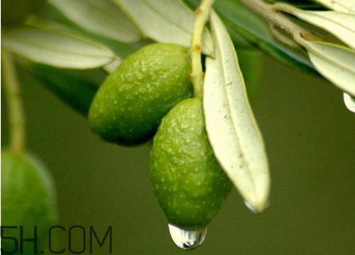橄榄什么时候上市 橄榄上市时间