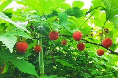 ​覆盆子是凉性还是热性 覆盆子会上火吗