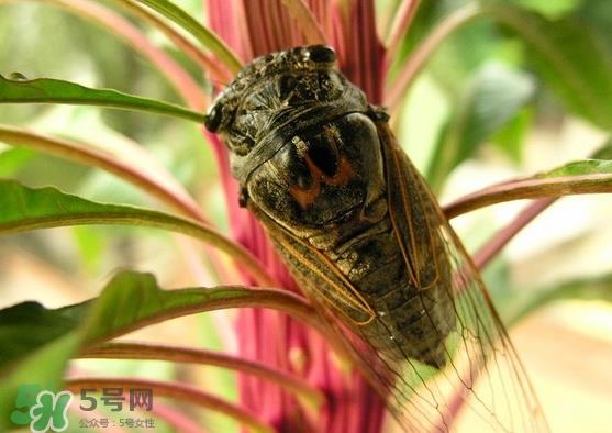 知了变黑了还能吃吗?知了猴为什么会变黑? 知了变黑了还能吃吗?知了猴为什么会变黑?