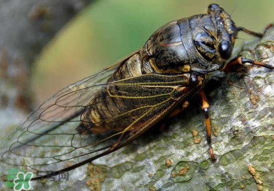 知了变黑了还能吃吗?知了猴为什么会变黑? 知了变黑了还能吃吗?知了猴为什么会变黑?