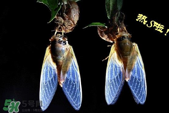 知了变黑了还能吃吗?知了猴为什么会变黑? 知了变黑了还能吃吗?知了猴为什么会变黑?