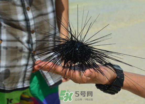 海胆是发物吗？海胆是寒性的吗