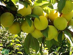 李子和鸡蛋能一起吃吗？吃完李子可以吃鸡蛋吗？