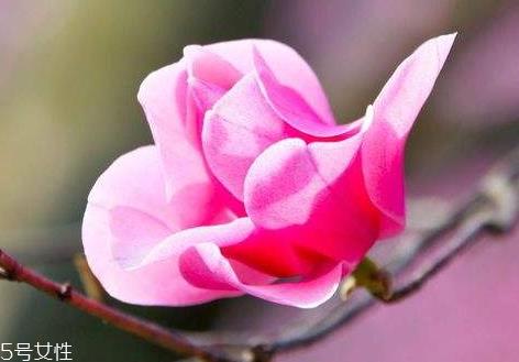 辛夷花可以泡水喝吗 长期泡水喝无副作用 辛夷花可以泡水喝吗 长期泡水喝无副作用