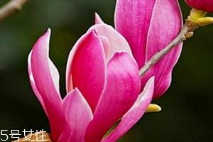 辛夷花可以泡水喝吗 长期泡水喝无副作用 辛夷花可以泡水喝吗 长期泡水喝无副作用