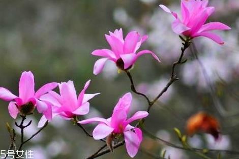 辛夷花可以泡水喝吗 长期泡水喝无副作用 辛夷花可以泡水喝吗 长期泡水喝无副作用