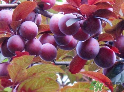 紫叶李果实有毒吗？紫叶李果实能吃吗