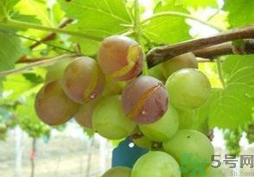 葡萄是几月份的水果?葡萄什么时候上市? 葡萄是几月份的水果?葡萄什么时候上市?