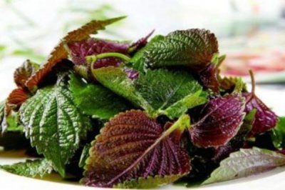 ​什么是紫苏呢 紫苏有什么作用呢