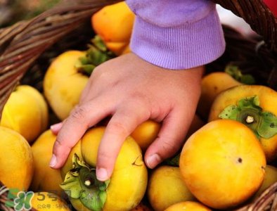 懒柿子几月熟?哪种柿子适合做懒柿子?