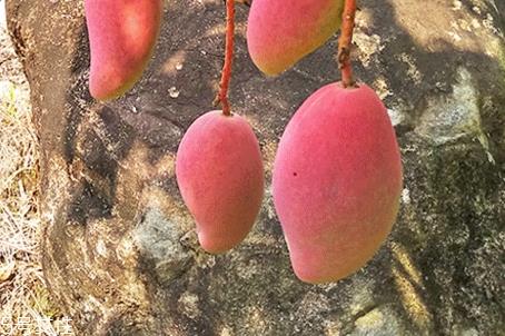 贵妃芒和小台芒那个好吃 贵妃芒和小台芒的区别 贵妃芒和小台芒那个好吃 贵妃芒和小台芒的区别