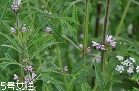 益母草是发物吗 益母草不是发物 益母草是发物吗 益母草不是发物