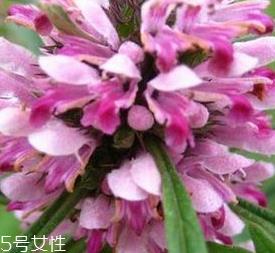 益母草是发物吗 益母草不是发物 益母草是发物吗 益母草不是发物