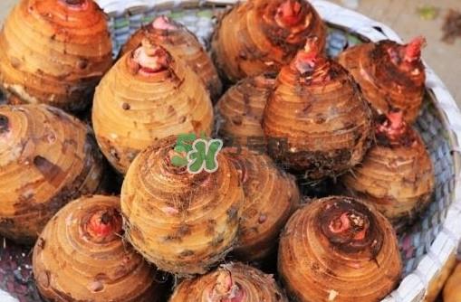 香芋是紫薯吗?香芋和紫薯有什么区别 香芋是紫薯吗?香芋和紫薯有什么区别