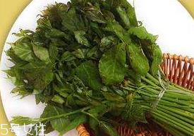 刺五加能生吃吗？刺五加不能生吃