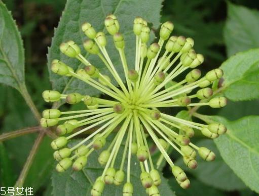 刺五加能生吃吗？刺五加不能生吃