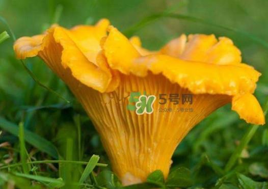 鸡油菌是寒性的吗？鸡油菌是发物吗