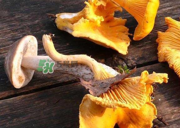 鸡油菌是寒性的吗？鸡油菌是发物吗