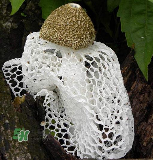 竹荪什么季节最多？竹荪不能和什么一起吃