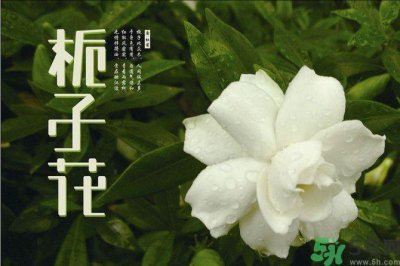 ​栀子花茶可以补血吗？贫血可以喝栀子花茶吗？