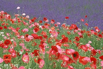 罂粟在哪里购买 市场上少有