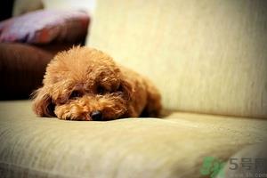 狗可以吃夏威夷果吗?小狗吃夏威夷果会怎样? 狗可以吃夏威夷果吗?小狗吃夏威夷果会怎样?