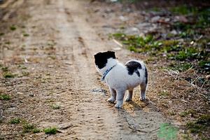 狗可以吃夏威夷果吗?小狗吃夏威夷果会怎样? 狗可以吃夏威夷果吗?小狗吃夏威夷果会怎样?