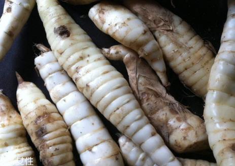 地笋价格一斤多少钱 地笋什么时候采摘 地笋价格一斤多少钱 地笋什么时候采摘