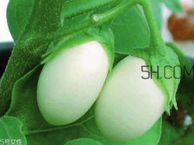 ​蛋树可以种植吗？蛋树苗哪里可以买到