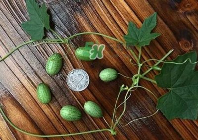 ​拇指西瓜多少钱一斤？拇指西瓜一口能吃几个？