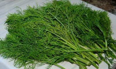 ​茴香苗怎么吃？茴香苗的吃法