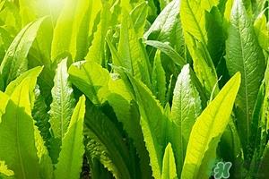 油麦菜和豆腐能搭配吗?油麦菜和豆腐怎么炒好吃 油麦菜和豆腐能搭配吗?油麦菜和豆腐怎么炒好吃