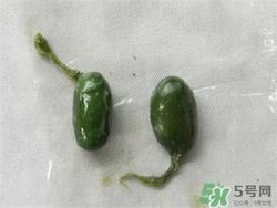 蛇胆可以生吃吗?蛇胆生吃有什么作用 蛇胆可以生吃吗?蛇胆生吃有什么作用