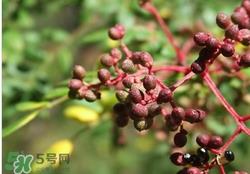 野花椒能吃吗?野花椒的功效与作用