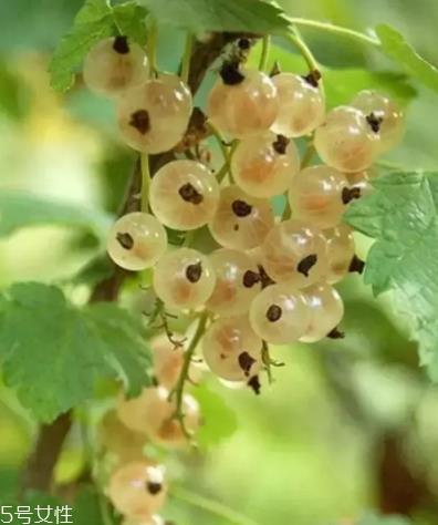 醋栗什么味道好吃吗?酸甜可口惹人爱 醋栗什么味道好吃吗?酸甜可口惹人爱