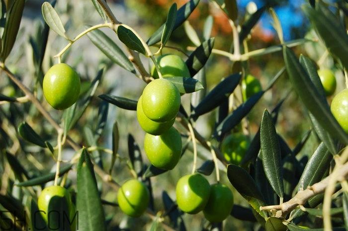 哪些水果吃了能抗氧化？抗氧化的水果有哪些？