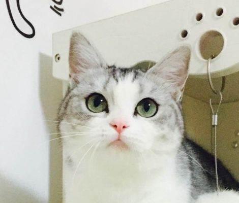 宠物猫之美国短毛猫