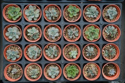 多肉拼盆知多少