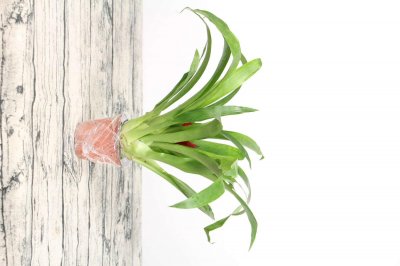 鸿运当头怎么养长得快