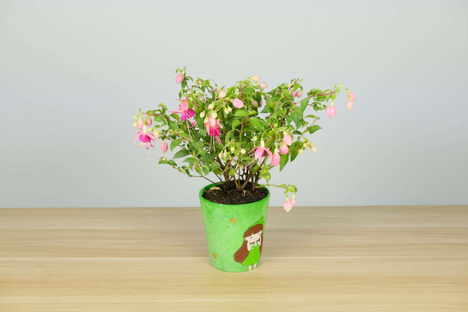 倒挂金钟 倒挂金钟