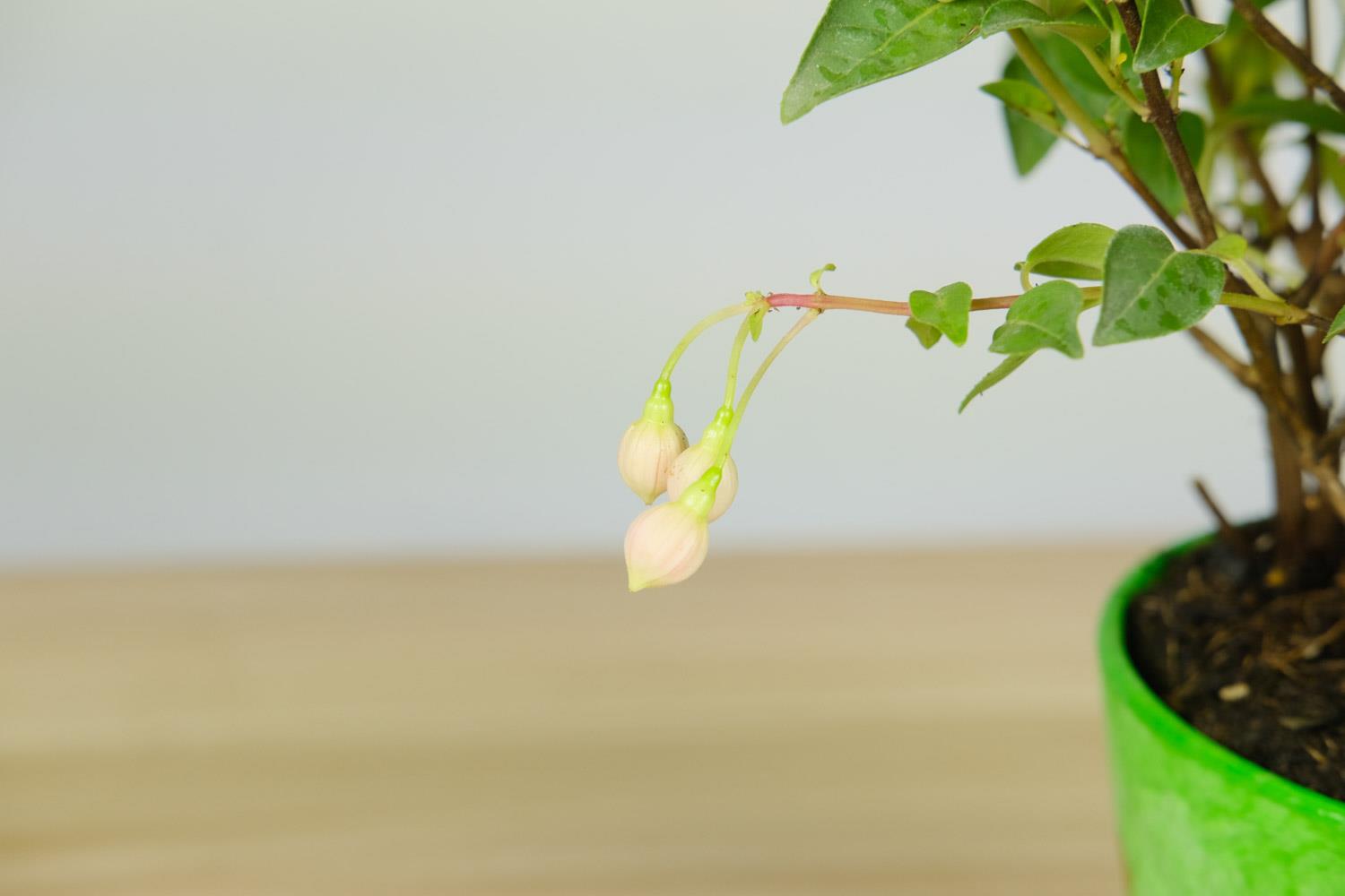 倒挂金钟 倒挂金钟