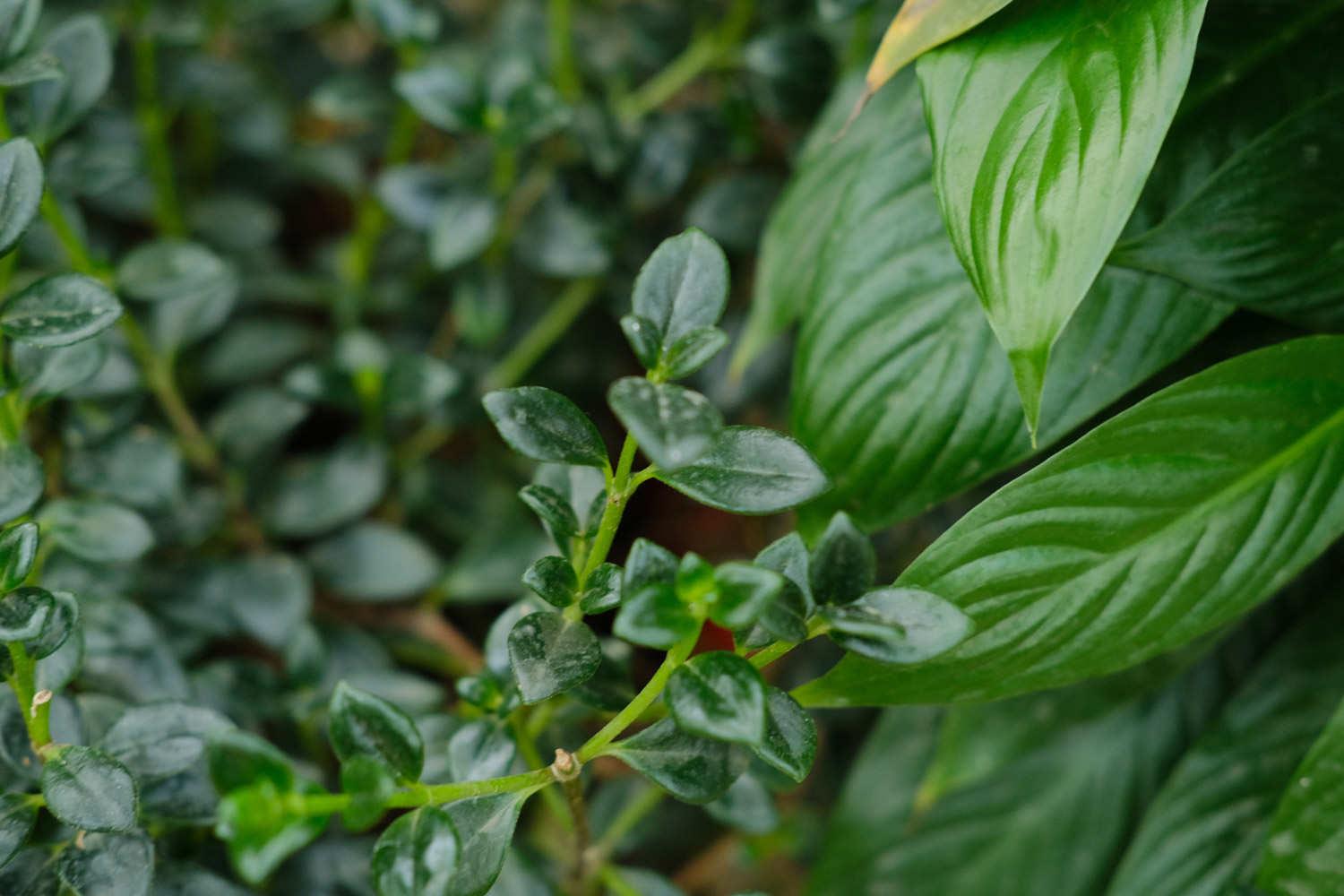 金鱼吊兰 金鱼吊兰