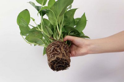 绿萝小苗怎样浇水,移植应注意些什么