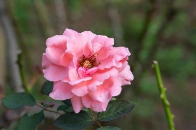 玫瑰和月季一样吗